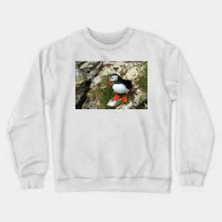 Puffin on a cliff edge Crewneck Sweatshirt